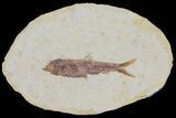 Knightia Fossil Fish - Wyoming #60859-1